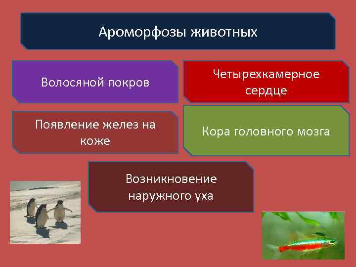 Последовательность ароморфозов в эволюции животных