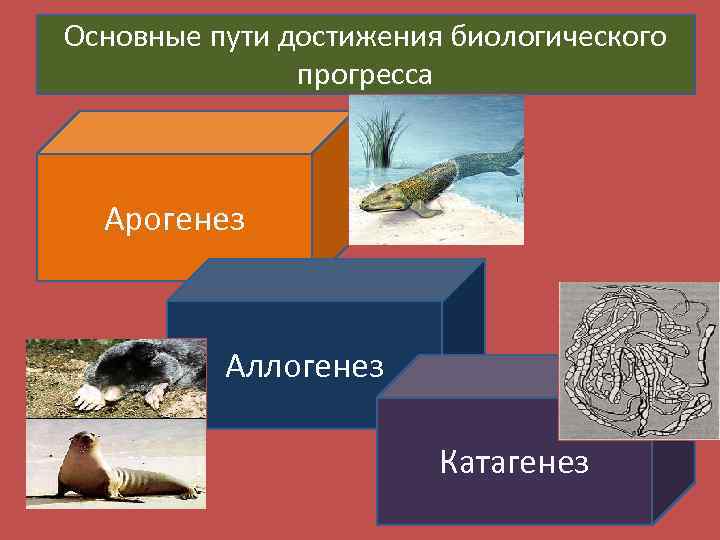 Арогенез аллогенез катагенез презентация