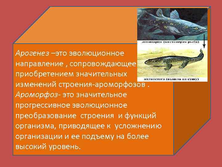 Ароморфоз способствовавший выходу животных на сушу. Примеры эволюционных преобразований у животных. Арогенез и ароморфозы.