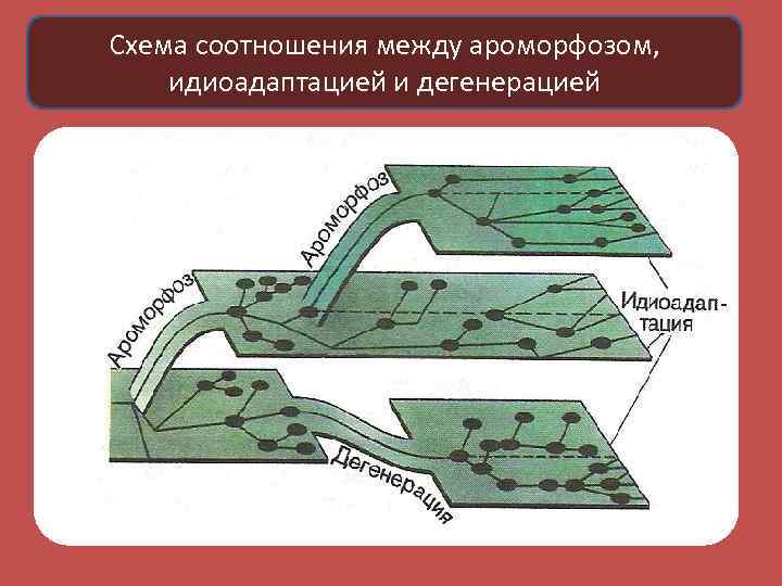 Схема соотношения между ароморфозом, идиоадаптацией и дегенерацией 