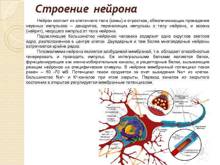 Строение нейрона Нейрон состоит из клеточного тела (сомы) и отростков, обеспечивающих проведение нервных импульсов