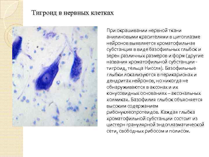 Включения цитоплазмы имеющие собственную окраску. Тигроид функции гистология. Субстанция Ниссля Тигроид. Окраска по Нисслю гистология. Хроматофильная субстанция Ниссля.