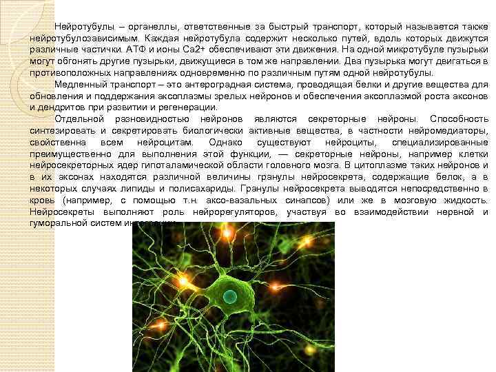 Нейротубулы – органеллы, ответственные за быстрый транспорт, который называется также нейротубулозависимым. Каждая нейротубула содержит