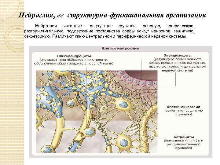 Нейроглия, ее структурно-функциональная организация Нейроглия выполняет следующие функции: опорную, трофическую, разграничительную, поддержание постоянства среды