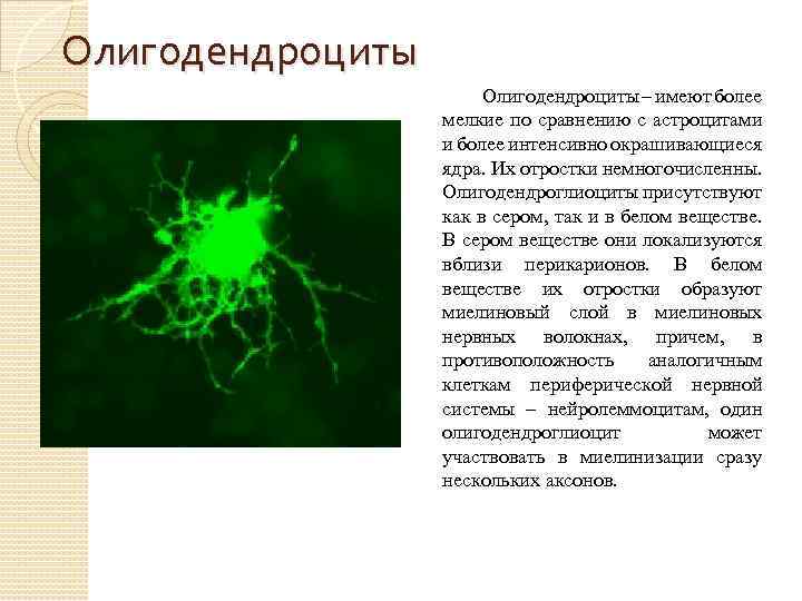 Олигодендроциты – имеют более мелкие по сравнению с астроцитами и более интенсивно окрашивающиеся ядра.