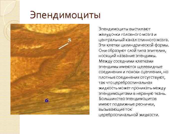 Эпендимоциты выстилают желудочки головного мозга и центральный канал спинного мозга. Эти клетки цилиндрической формы.