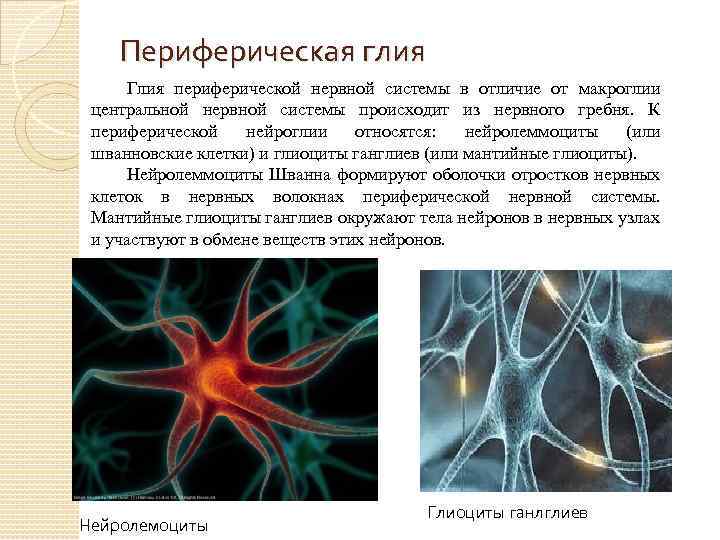 Периферическая глия Глия периферической нервной системы в отличие от макроглии центральной нервной системы происходит