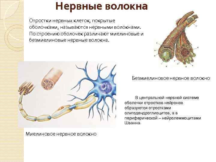 Нервные клетки имеют отростки. Нервные волокна, отростки нервных клеток, покрытые оболочкой. Миелиновое нервное волокно в центральной нервной системе. Нервное волокно это в анатомии. Нейролемма миелинового нервного волокна образована.