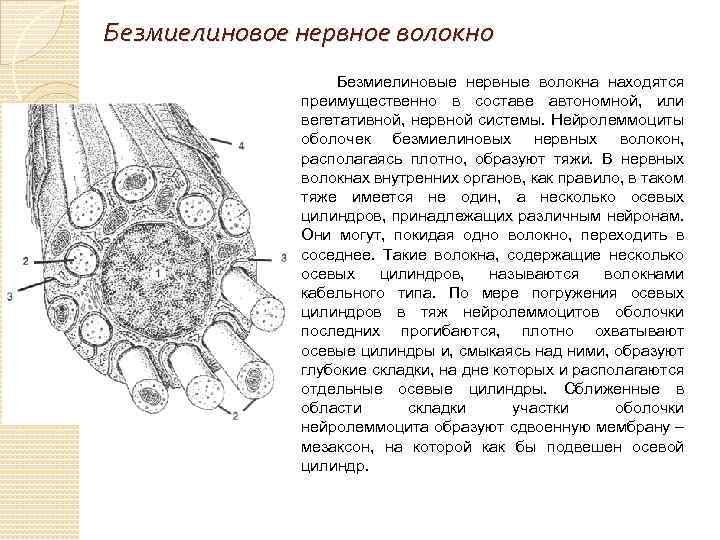 Безмиелиновое нервное волокно Безмиелиновые нервные волокна находятся преимущественно в составе автономной, или вегетативной, нервной