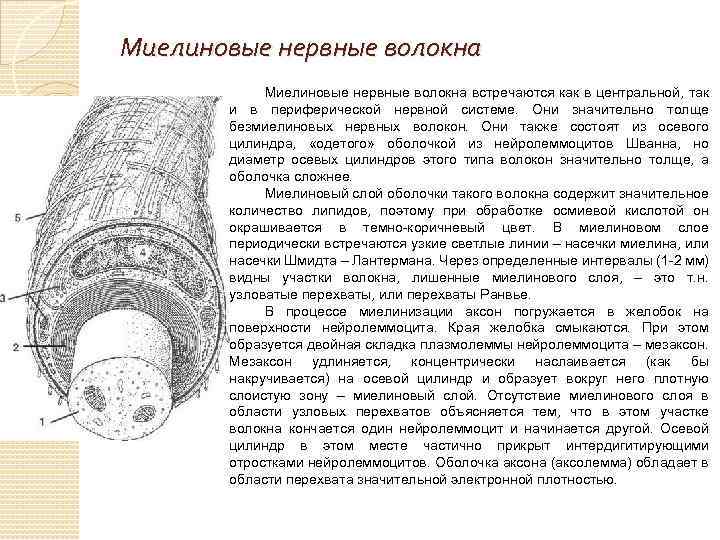 Миелиновые нервные волокна встречаются как в центральной, так и в периферической нервной системе. Они