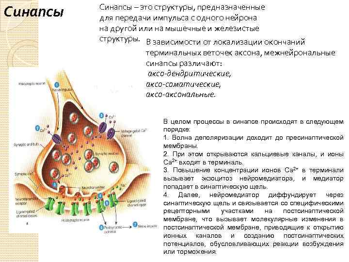 Передача импульса 6. Межнейрональные синапсы. Межнейрональные синапсы классификация. Процесс синаптической передачи импульса. Строение синапса и передача импульса.