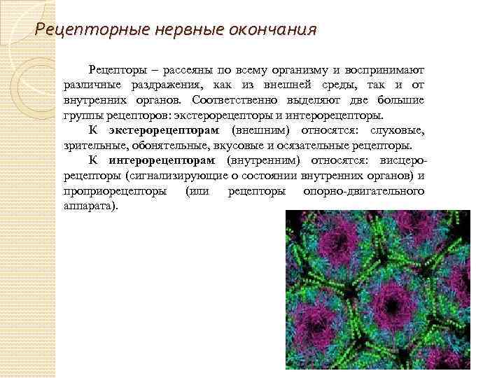 Рецепторные нервные окончания Рецепторы – рассеяны по всему организму и воспринимают различные раздражения, как