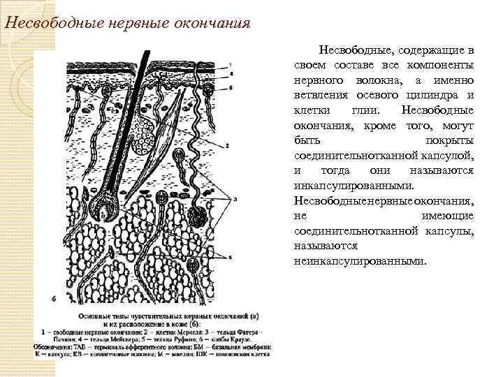 Несвободные нервные окончания Несвободные, содержащие в своем составе все компоненты нервного волокна, а именно