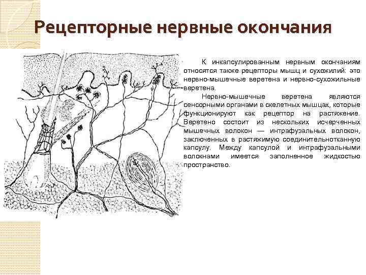 Рецепторные нервные окончания К инкапсулированным нервным окончаниям относятся также рецепторы мышц и сухожилий: это