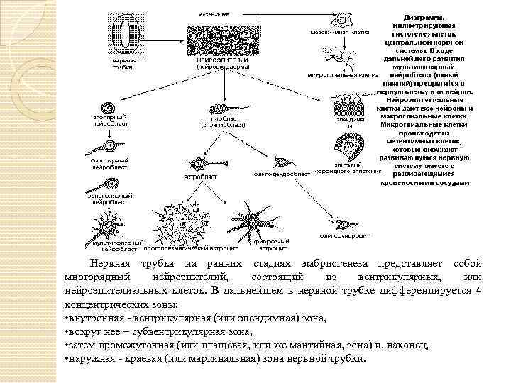 Нервная трубка на ранних стадиях эмбриогенеза представляет собой многорядный нейроэпителий, состоящий из вентрикулярных, или