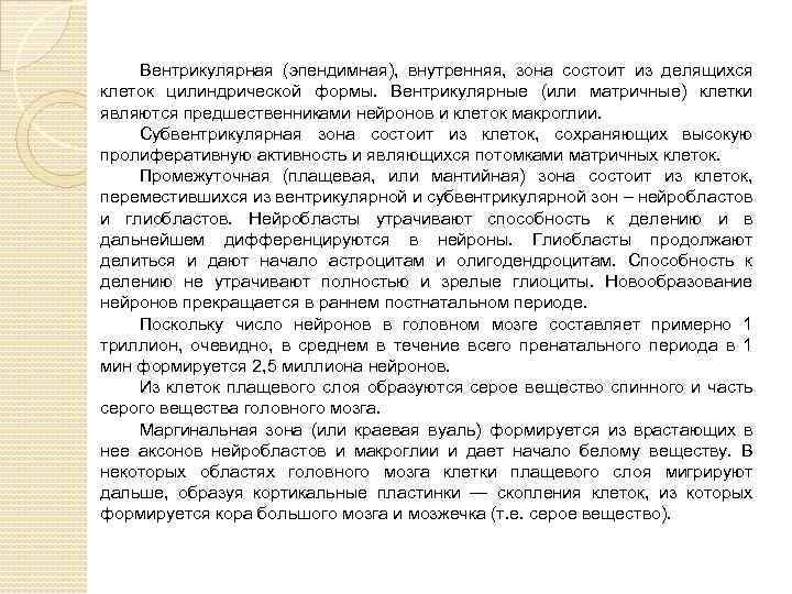 Вентрикулярная (эпендимная), внутренняя, зона состоит из делящихся клеток цилиндрической формы. Вентрикулярные (или матричные) клетки