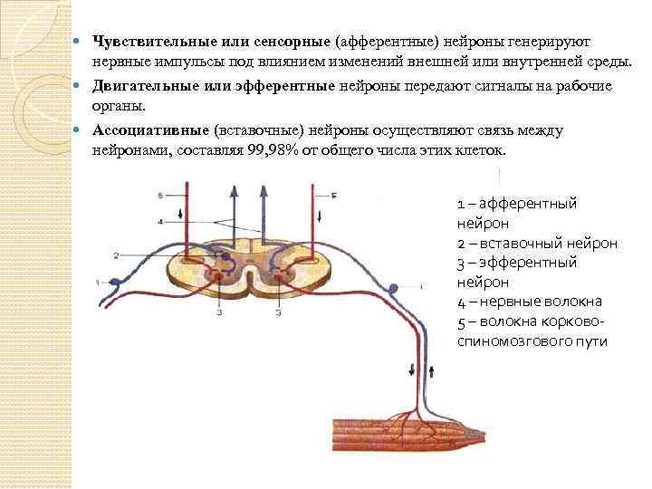  Чувствительные или сенсорные (афферентные) нейроны генерируют нервные импульсы под влиянием изменений внешней или