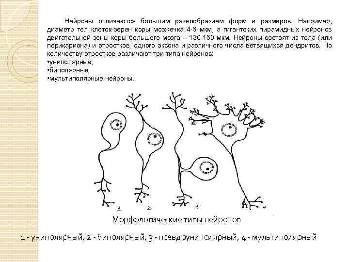 Шесть нервно. Классификация нейронов пирамидальные. Нейроны различаются по форме. Нейроны различаются по форме и функциям так. Отличия нейронов.