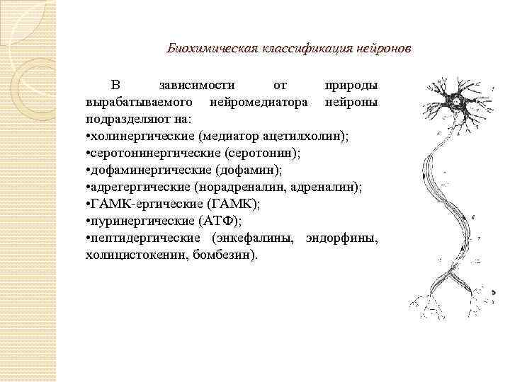 Биохимическая классификация нейронов В зависимости от природы вырабатываемого нейромедиатора нейроны подразделяют на: • холинергические