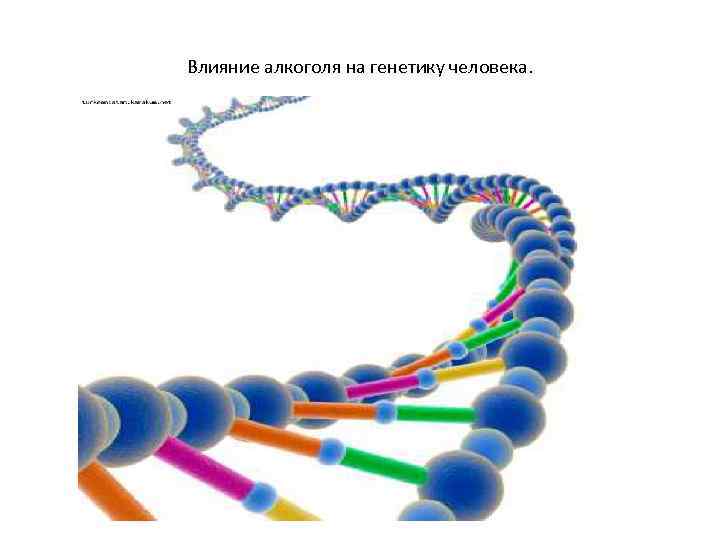 Влияние алкоголя на генетику человека. 