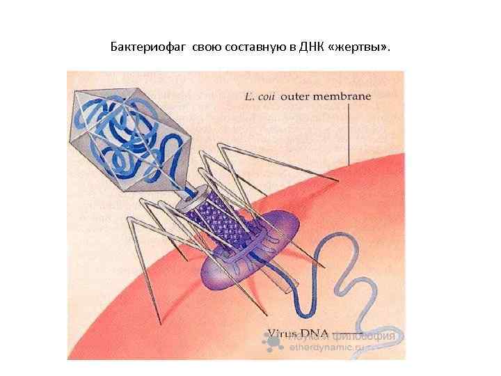 Бактериофаг свою составную в ДНК «жертвы» . 