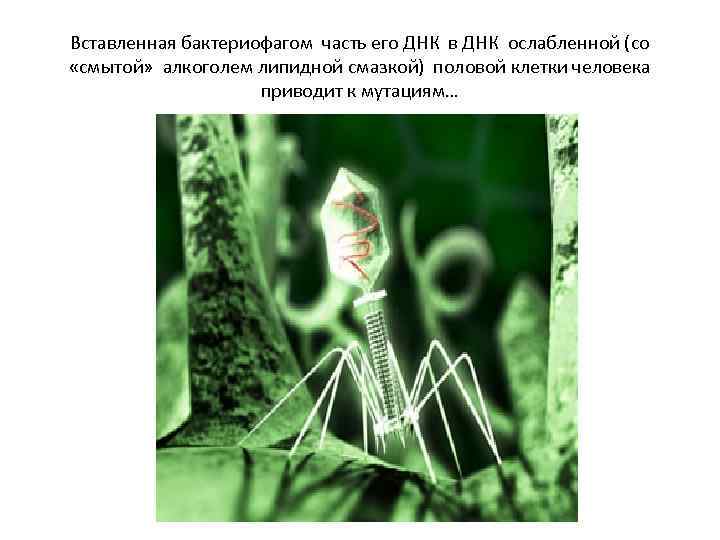 Вставленная бактериофагом часть его ДНК в ДНК ослабленной (со «смытой» алкоголем липидной смазкой) половой