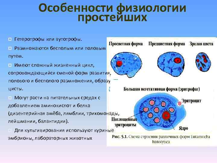 Назвать особенности простейших. Морфология простейших. Особенности физиологии грибов. Морфология и физиология простейших. Физиология простейших микробиология.