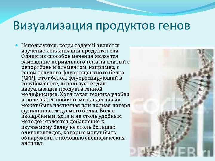 Визуализация продуктов генов Используется, когда задачей является изучение локализации продукта гена. Одним из способов