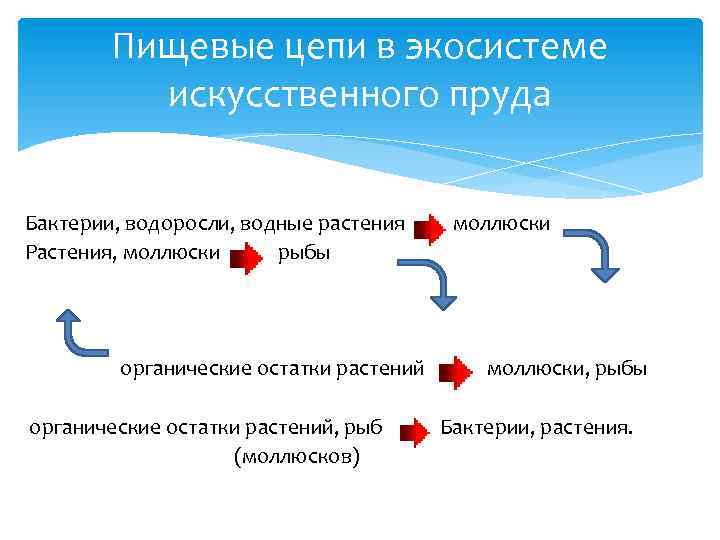 Составьте схемы всех возможных пищевых цепей в аквариумной экосистеме