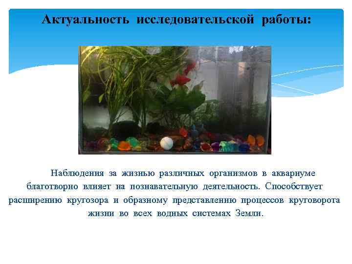 Какие организмы живут в аквариуме 5 класс. Аквариум искусственная экосистема. Моделирование: экосистема аквариума. Наблюдение за аквариумом. Актуальность темы аквариум.