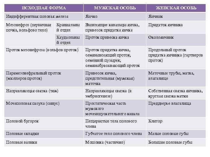 ИСХОДНАЯ ФОРМА МУЖСКАЯ ОСОБЬ ЖЕНСКАЯ ОСОБЬ Индифферентная половая железа Яичко Яичник Мезонефроз (первичная почка,