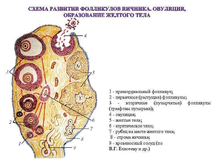 1 - примордиальный фолликул; 2 - первичные (растущие) фолликулы; 3 - вторичные (пузырчатые) фолликулы