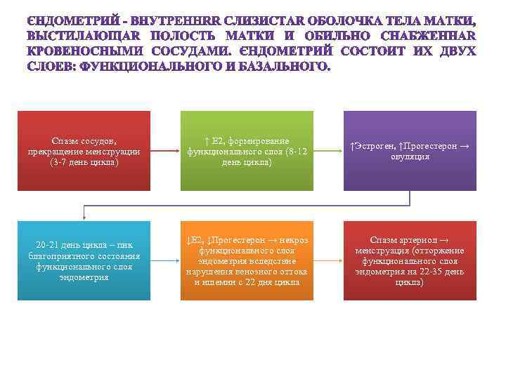 Спазм сосудов, прекращение менструации (3 -7 день цикла) ↑ Е 2, формирование функционального слоя