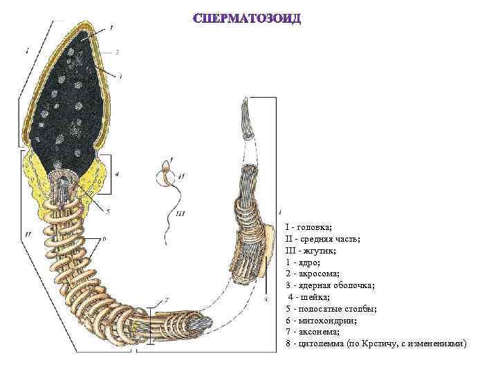  I - головка; II - средняя часть; III - жгутик; 1 - ядро;