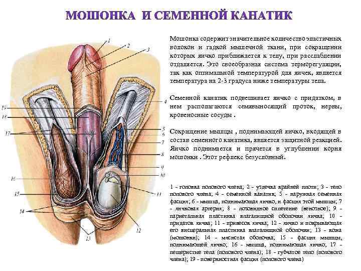 Мошонка содержит значительное количество эластичных волокон и гадкой мышечной ткани, при сокращении которых яичко