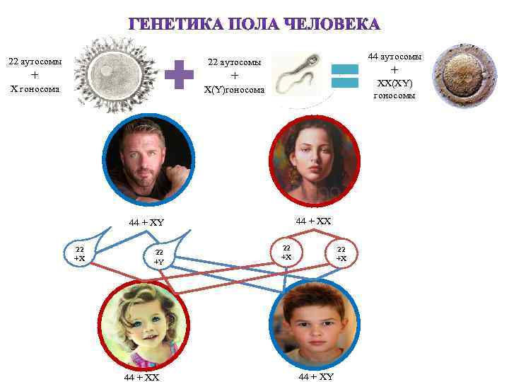 Генетика пола схема