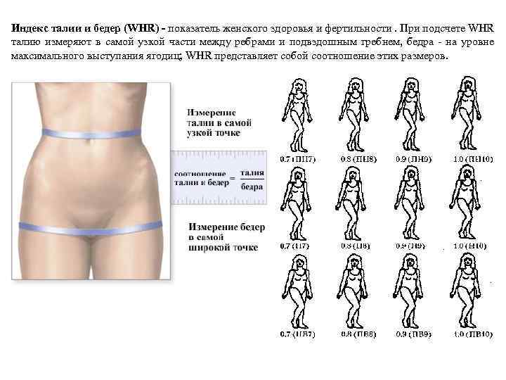Индекс талии и бедер (WHR) - показатель женского здоровья и фертильности. При подсчете WHR