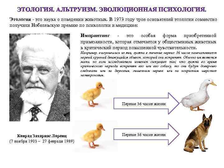 ЭТОЛОГИЯ. АЛЬТРУИЗМ. ЭВОЛЮЦИОННАЯ ПСИХОЛОГИЯ. Этология - это наука о поведении животных. В 1973 году