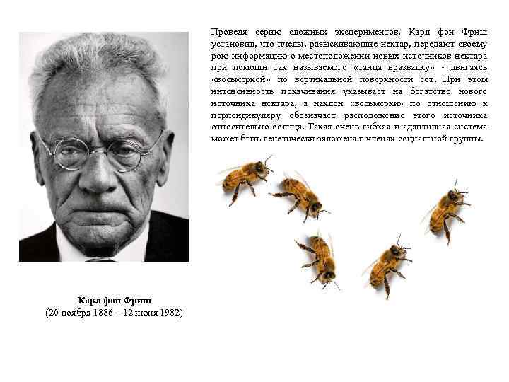 Проведя серию сложных экспериментов, Карл фон Фриш установил, что пчелы, разыскивающие нектар, передают своему