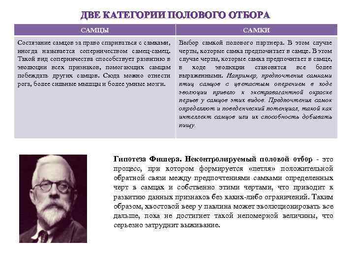 ДВЕ КАТЕГОРИИ ПОЛОВОГО ОТБОРА САМЦЫ САМКИ Состязание самцов за право спариваться с самками, иногда