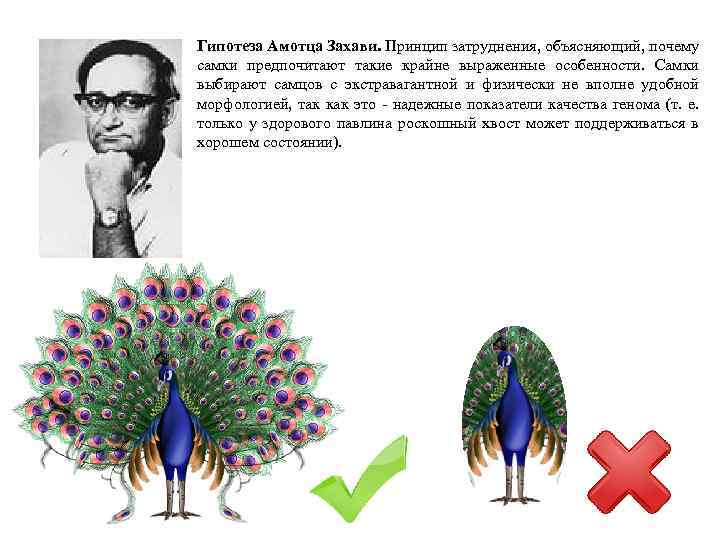 Гипотеза Амотца Захави. Принцип затруднения, объясняющий, почему самки предпочитают такие крайне выраженные особенности. Самки