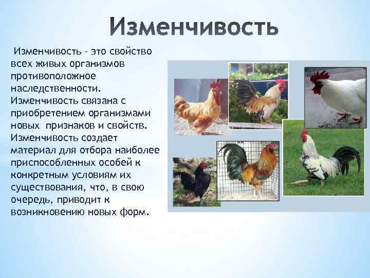 Изменчивость – это свойство всех живых организмов противоположное наследственности. Изменчивость связана с приобретением организмами