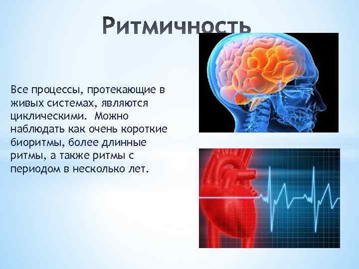 Все процессы, протекающие в живых системах, являются циклическими. Можно наблюдать как очень короткие биоритмы,