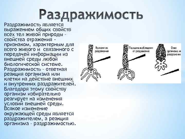 Что такое раздражимость