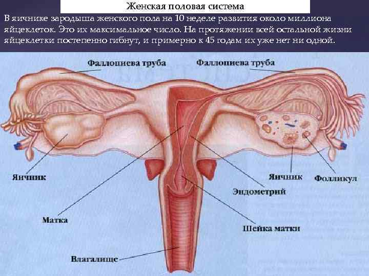 Женская половая система В яичнике зародыша женского пола на 10 неделе развития около миллиона