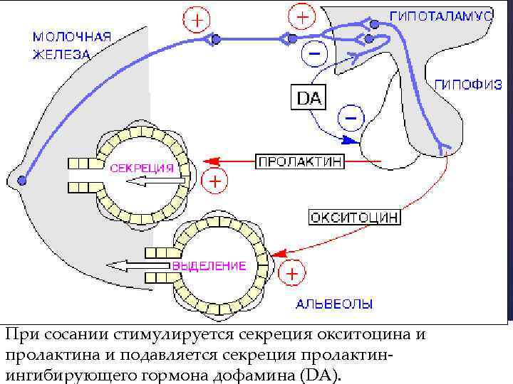 При сосании стимулируется секреция окситоцина и 11 Sunday, February 4, 2018 пролактина и подавляется