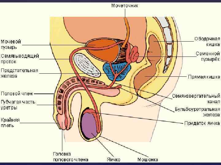 Мочеполовая система у мужчин фото