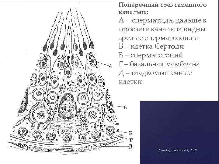 Схема мануиловой применение