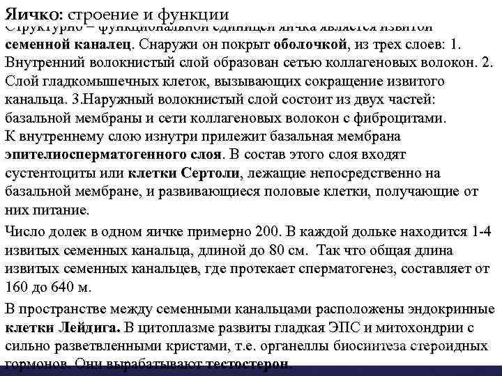 Яичко: строение и функции Структурно – функциональной единицей яичка является извитой семенной каналец. Снаружи