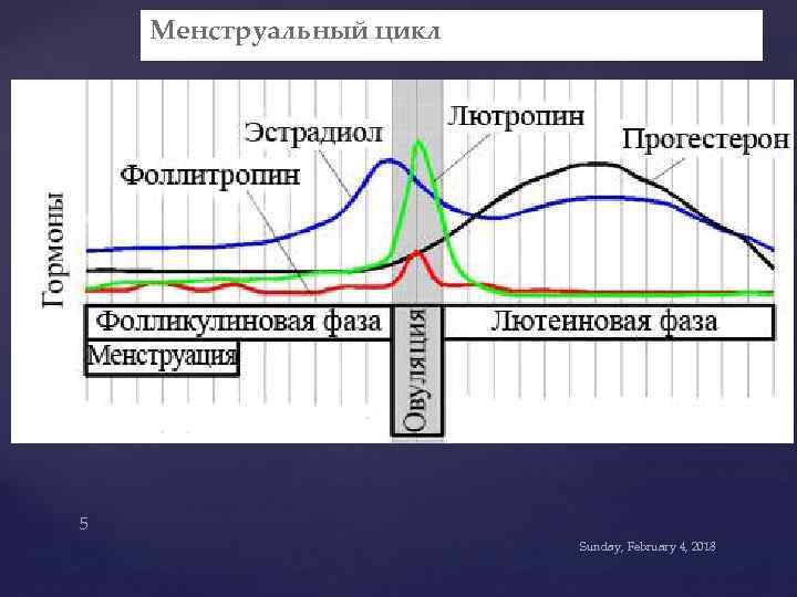 Менструальный цикл 5 Sunday, February 4, 2018 